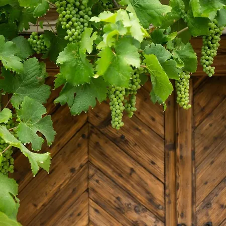 Vinonima Vendeghaz Dom wakacyjny Hegymagas